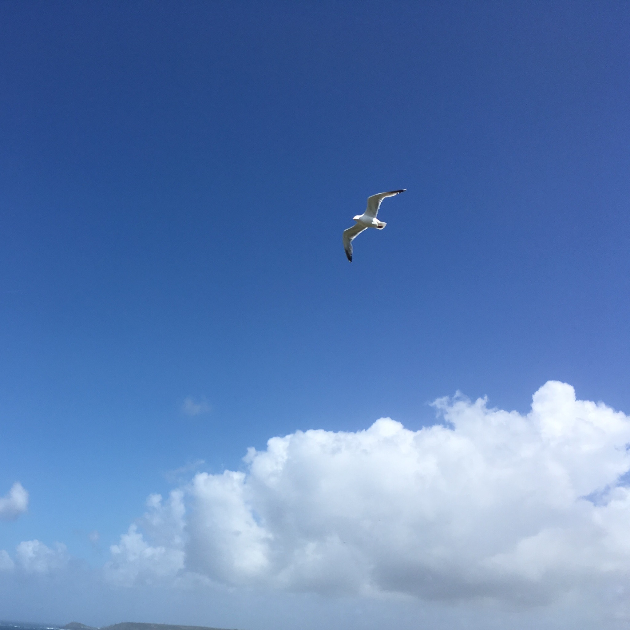 /versions/ohz/assets/Himmel_Moewe